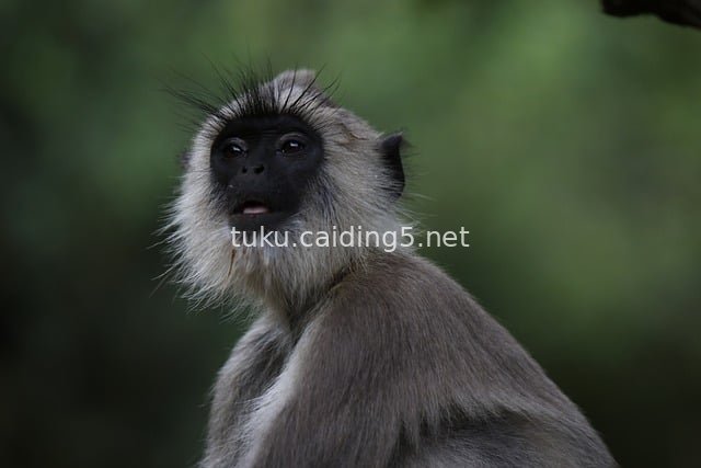 Close-Up of a Wild Langur: A Primate in Nature