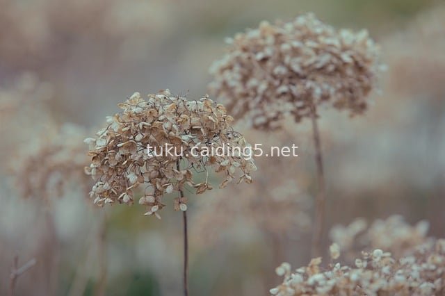 Withered Hydrangeas in Autumn and Winter: Serene Withered Garden Landscape