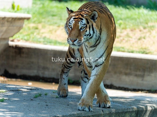 Close-Up of a Majestic Tiger Walking - HD Wild Beast Stock Image