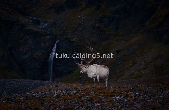 Reindeer, Waterfall and Wild Natural Landscape in Norwegian Mountains