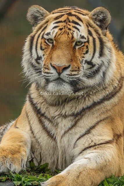 Close-Up of a Majestic Tiger | Natural Wildlife Predator