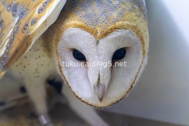 Close-up of an Adorable Barn Owl’s Face with Feather Details – Photo Material