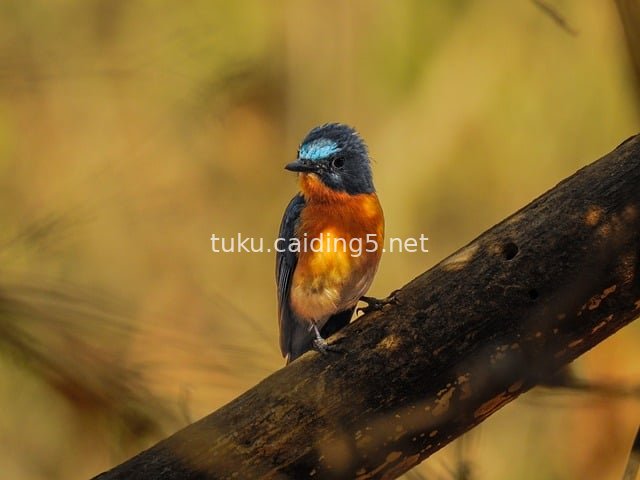 Wild Blue-throated Red-bellied Bird | Indian Nature Photography Resource