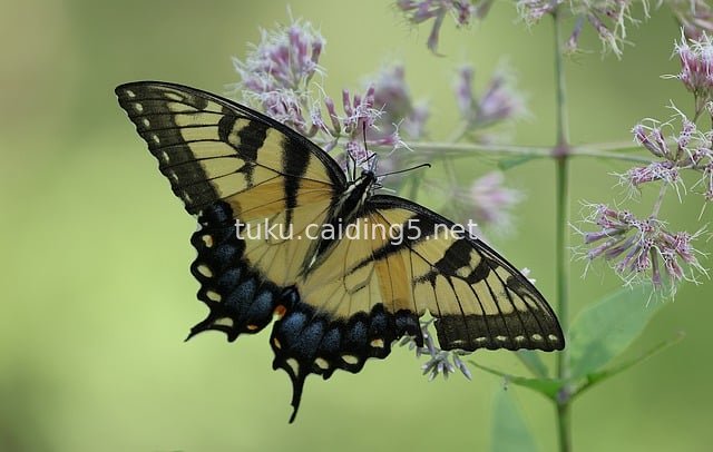 Luehdorfia Butterfly on Purple Flowers: Summer Natural Insect Pollination Scene