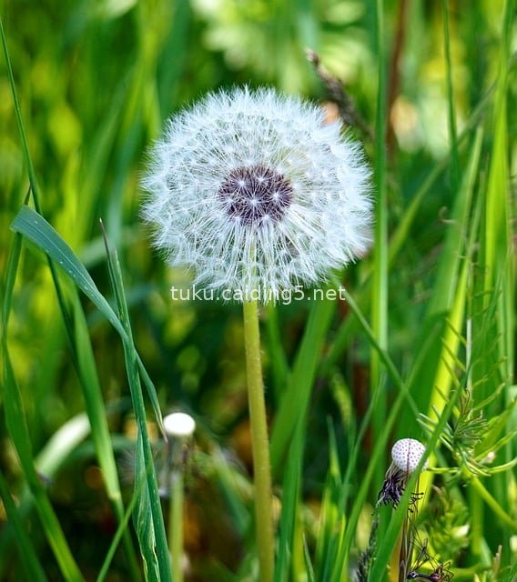 Close-Up of Fresh Dandelion Seed Head – Natural Wild Plant Material
