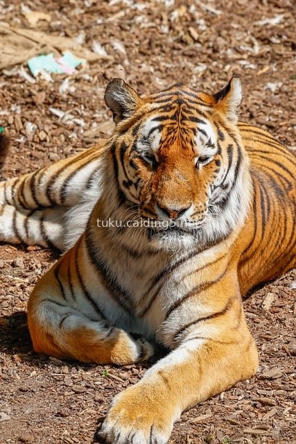 Tiger Resting in Nature: A Leisurely Moment of a Wild Predator