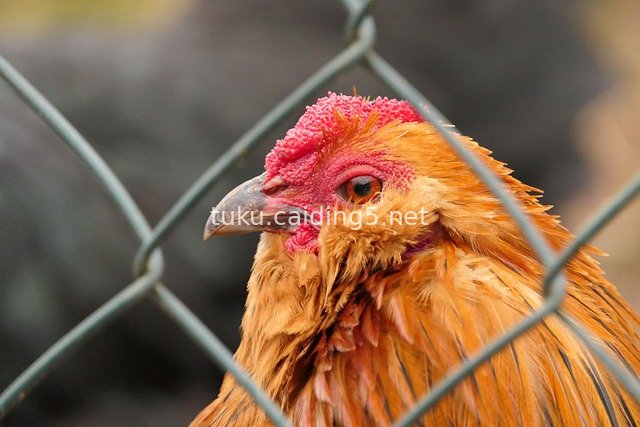 Close-up of a Reddish-Brown Hen: Poultry Behind Farm Wire Mesh