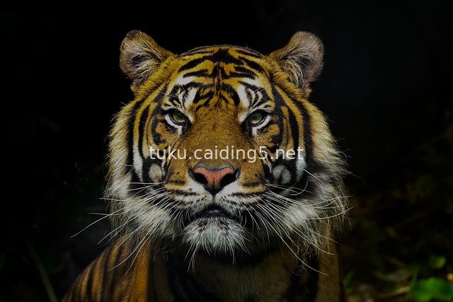 Close-up of a Wild Tiger's Face – Jungle Beast & Natural Wildlife