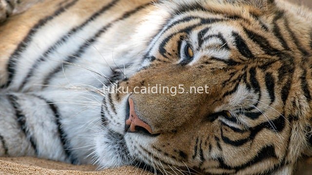 Close-Up of a Reclining Tiger: Real Shot of Fur Texture and Languid Expression