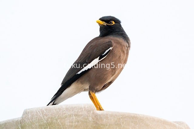 Close-up of a Perched Indian Myna: Showcasing Plumage Colors of Wild Birds