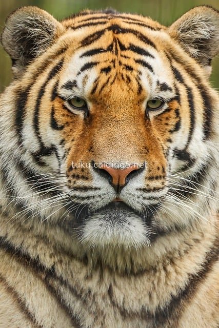 Close-Up of a Tiger's Face: The Majesty of a Wild Feline Predator