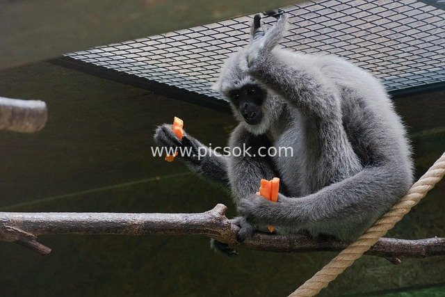银长臂猿于布拉格动物园享受美食的生动画面