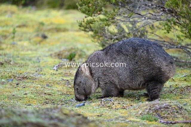 Wild Tasmanian Wombat Foraging in Grassland, Tasmania, Australia