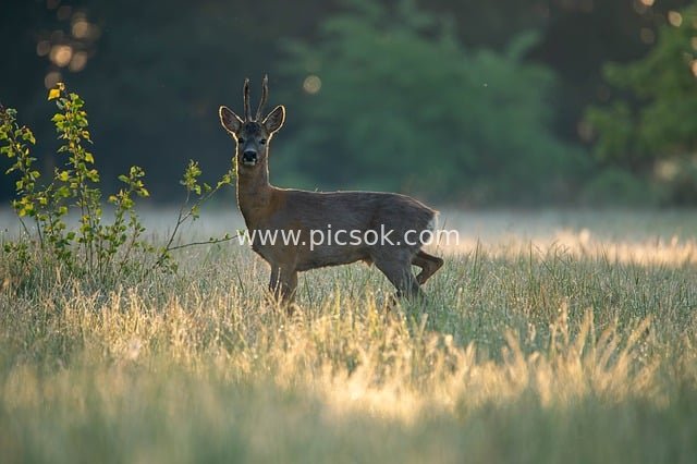 Wild Deer Pausing in Morning Light Meadow - Nature Photography