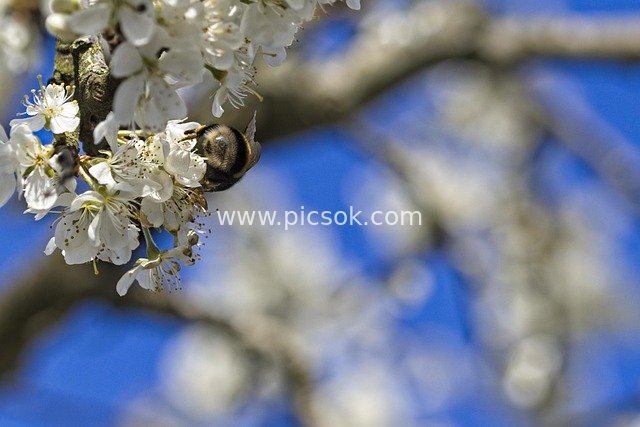 Fresh Scene of Plum Blossoms Blooming in Spring with Bees Collecting Nectar