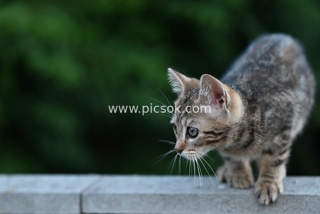Adorable Tabby Kitten Exploring Outdoors – Cute Cat in Nature