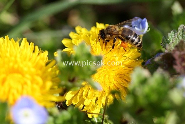 Bees Gathering Nectar on Yellow Dandelions - Spring Scene of Natural Pollination
