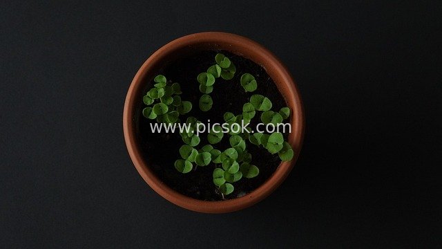 陶盆中的罗勒幼苗 健康绿色植物摄影素材