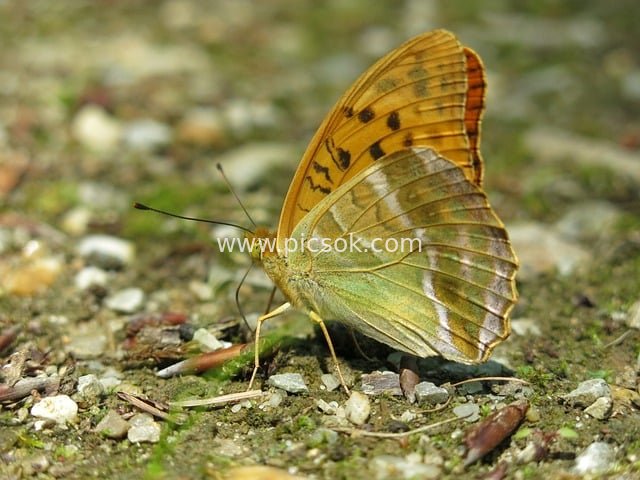 Close-Up of an Orange-Winged Butterfly with Silver Lines Resting on Natural Ground