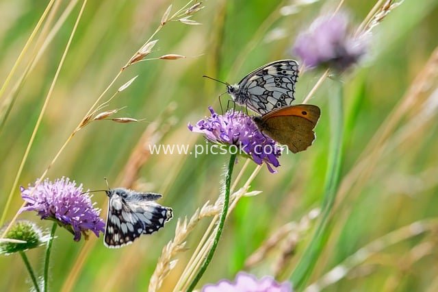 checkerboard, lycaon, edelfalter, insect, wing, entomology, vanessa atalanta, wildlife, eco system, flora, nature, thistle, biotope