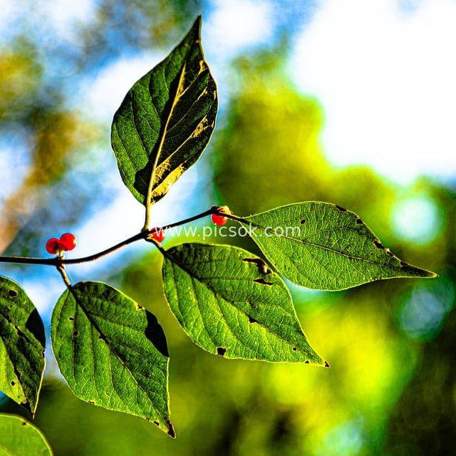 秋日阳光里的绿叶红果自然风景