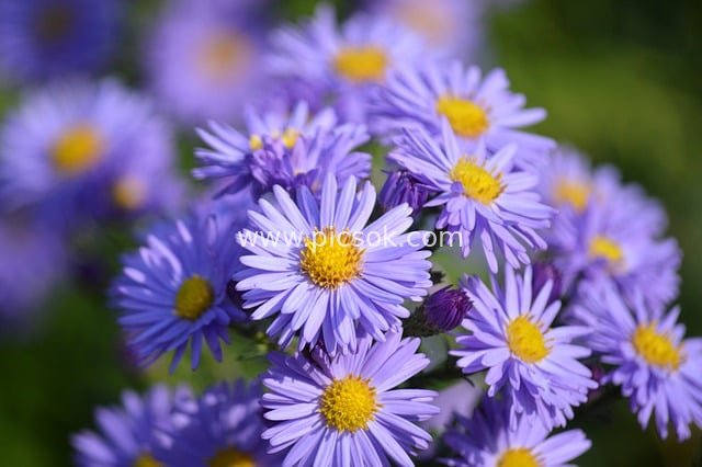 Light Purple Aster Flowers in Bloom - HD Natural Floral Background