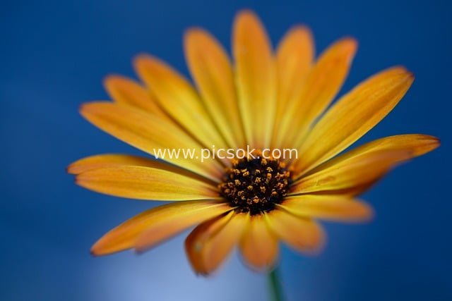 Close-up of Yellow Petaled Flower – Fresh Natural Floral Wallpaper Material