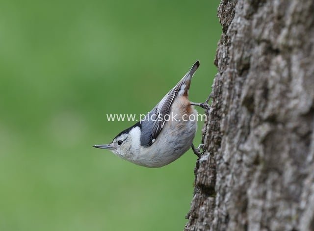White-breasted Nuthatch Perched on Tree Trunk - Wildlife Bird Nature Photography
