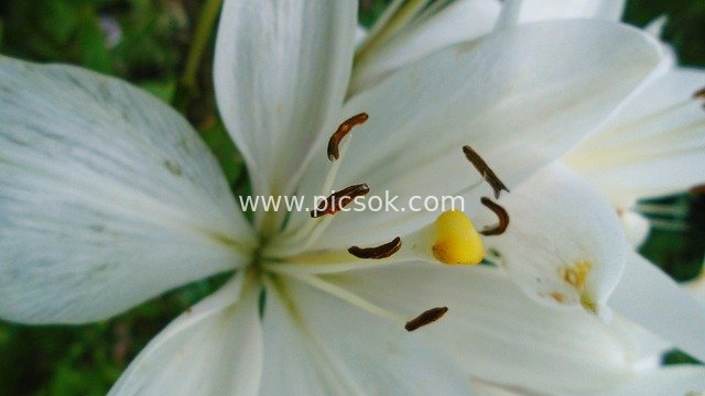 白色百合微距特写 清新自然绽放花卉