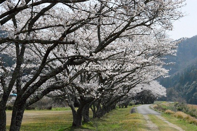 Cherry Blossom-Lined Path in Spring: Mountain Valley Natural Beauty