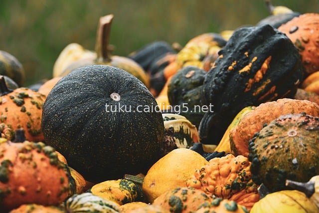 秋日多彩南瓜堆 丰收装饰静物图