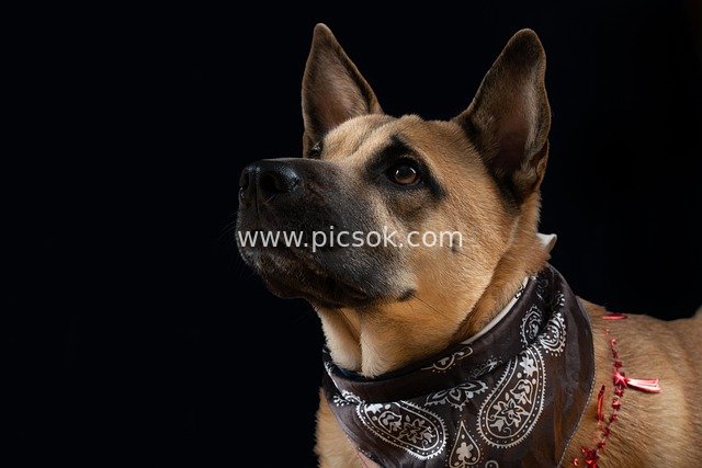Portrait of a Belgian Shepherd Dog Wearing a Patterned Headscarf
