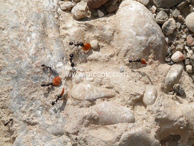 Ants Carrying Orange Food: Insect Working Scene on Natural Ground