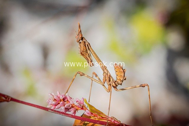 棕褐色螳螂栖息粉花红茎 自然昆虫生态特写