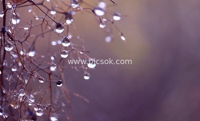 Sparkling Raindrops Among Branches - Dreamy Abstract Natural Background Material