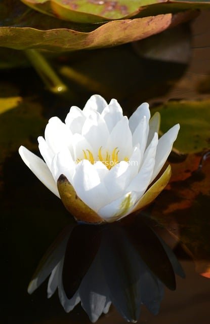 水面绽放的白色睡莲 清新水生花卉特写