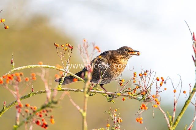 冬季乌鸫觅食红浆果 自然鸟类摄影素材