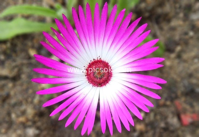 Close-up of Pink Ice Flower in the Courtyard of Sejong City, South Korea