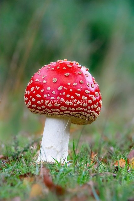 nature, red, fungus, agaric, toxic, fall, mycology, fungi, toadstool, autumn, uk