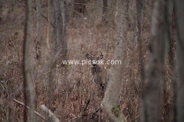 Close-up of an Alert White-tailed Deer in a Winter Forest