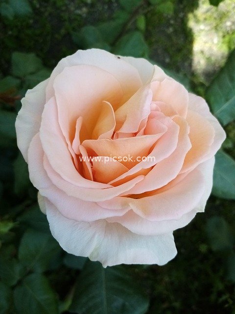 Light Pink-Orange Rose in Bloom: Fresh Beauty of a Spring Garden