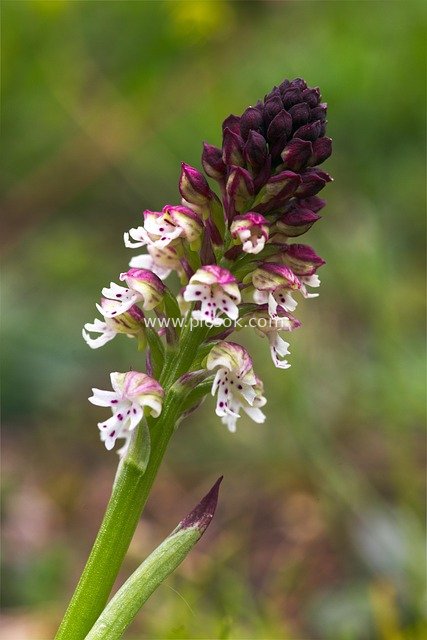 珍稀烧斑兰（Neotinea ustulata）：独特兰花绽放
