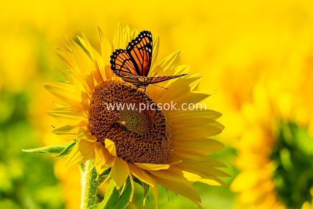 帝王蝶栖息向日葵花盘 夏日自然鲜妍美景