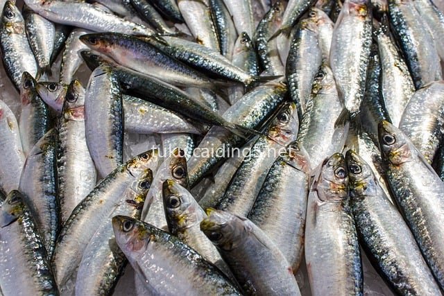 新鲜沙丁鱼 海鲜市场健康美味食材