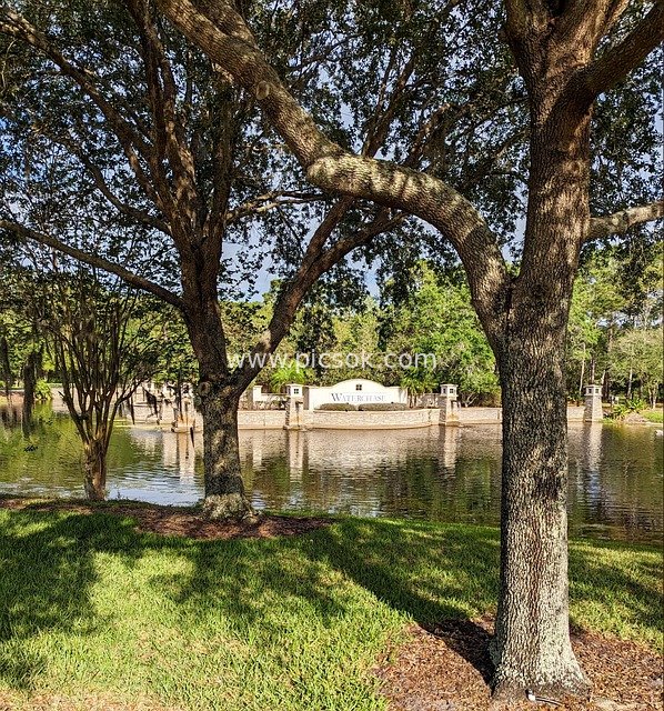 佛罗里达坦帕湖景橡树庭院自然风光