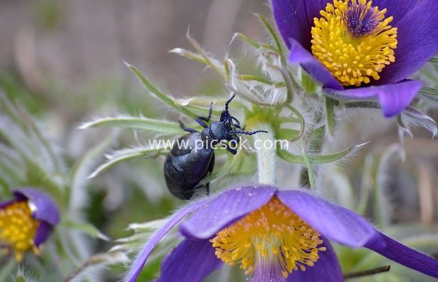 Close-up of a Black Oil Beetle on Purple Pasque Flowers