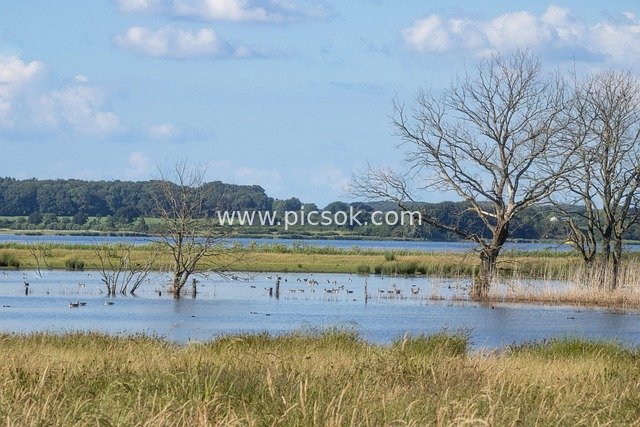Eco-Landscape of Withered Trees, Lakes and Rural Wetlands Along the Baltic Sea Coast