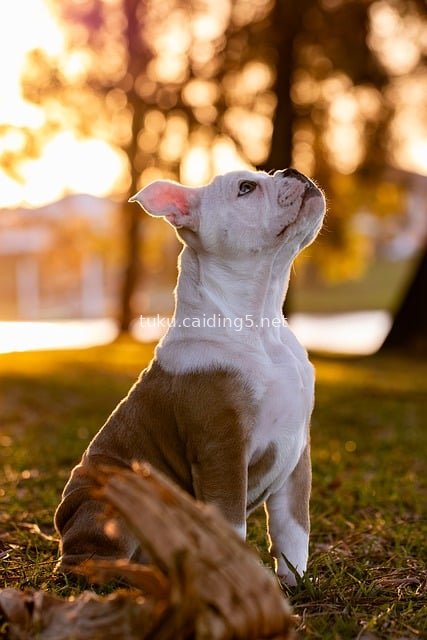 可爱斗牛犬幼犬 黄昏草地温馨宠物肖像
