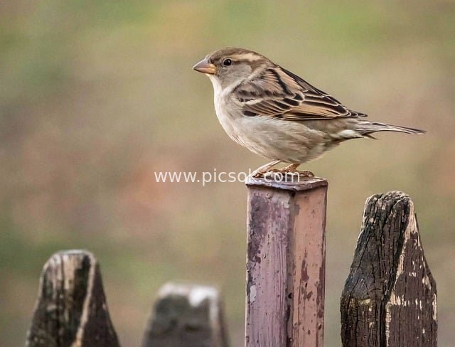 麻雀栖息彩绘木栅栏 自然细节唯美呈现