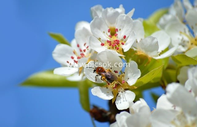 Spring Orchard Scene: Apple Blossoms and Red-headed Sand Wasp Collecting Nectar